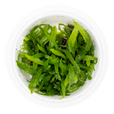 MICROSORUM PTEROPUS NARROW 008A TC
