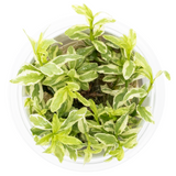 HYGROPHILA POLYSPERMA WHITE 050A TC