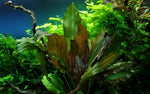 ECHINODORUS RENI 072D TC