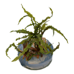 CRYPTOCORYNE CRISPATULA 125 TC
