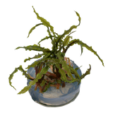 CRYPTOCORYNE CRISPATULA 125 TC
