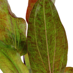 ECHINODORUS OZELOT POTTED 073F