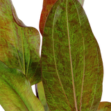 ECHINODORUS OZELOT POTTED 073F