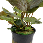 LAGENANDRA MEEBOLDII RED 103