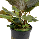 LAGENANDRA MEEBOLDII RED 103