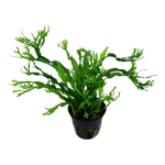 MICROSORUM PTEROPUS WINDELOV 008B