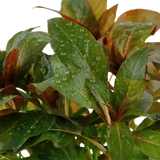 LUDWIGIA GLANDULOSA 035A