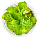 ECHINODORUS GRISEBACHII TROPICA 071E TC