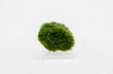 AEGAGROPILA LINNAEL "MARIMO MOSS" 5 PIEZAS 000E POR