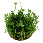 MARSILEA HIRSUTA 010 TC