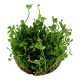 MARSILEA HIRSUTA 010 TC