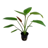 ECHINODORUS BARTHII 072A