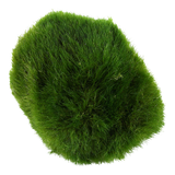 AEGAGROPILA LINNAEL "MARIMO MOSS" 1 PIEZA 000C ST