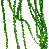 CRINUM CALAMISTRATUM 094A