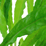 MICROSORUM PTEROPUS XL 008XL