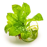 ECHINODORUS GRISEBACHII TROPICA 071E TC