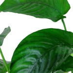 ANUBIAS BARTERI CALADIFOLIA XL 101U XL