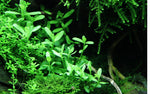 BACOPA MONNIERI COMPACT  044A