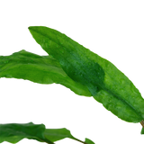 CRYPTOCORYNE WENDTII GREEN (Nacional)