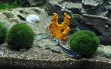 AEGAGROPILA LINNAEL "MARIMO MOSS" 1 PIEZA 000C ST