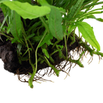 MICROSORUM PTEROPUS NARROW 008A YWS