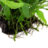 MICROSORUM PTEROPUS NARROW 008A YWS