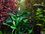 BUCEPHALANDRA PYGMAEA 'Bukit Kelam' 139