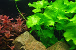 NYMPHOIDES HYDROPHYLLA TAIWAN  041B TC