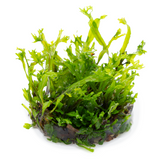 MICROSORUM PTEROPUS WINDELOV 008B TC