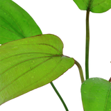 ECHINODORUS BARTHII 072A