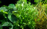 MICROSORUM PTEROPUS WINDELOV 008B