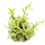 HYGROPHILA POLYSPERMA WHITE 050A TC