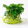 ANUBIAS BARTERI NANA (IN VITRO) 101 TC