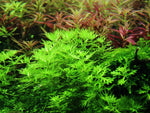 HOTTONIA PALUSTRIS 027 TC