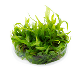 MICROSORUM PTEROPUS NARROW 008A TC