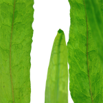 MICROSORUM PTEROPUS NARROW 008A