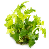 HYGROPHILA DIFORMIS 051 TC