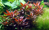 LUDWIGIA GLANDULOSA 035A