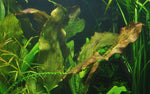 ECHINODORUS OZELOT POTTED 073F