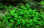 MARSILEA HIRSUTA 010 TC