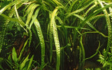 CRYPTOCORYNE CRISPATULA 125 TC