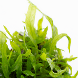MICROSORUM PTEROPUS NARROW 008A TC