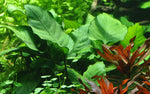 ANUBIAS BARTERI CALADIFOLIA XL 101U XL