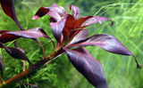 LUDWIGIA GLANDULOSA 035A
