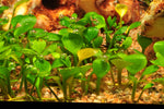 MARSILEA HIRSUTA 010 TC