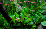 CRYPTOCORYNE WENDTII GREEN (Nacional)