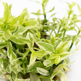 HYGROPHILA POLYSPERMA WHITE 050A TC