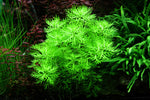 HOTTONIA PALUSTRIS 027 TC