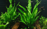 MICROSORUM PTEROPUS XL 008XL