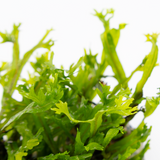 MICROSORUM PTEROPUS WINDELOV 008B TC